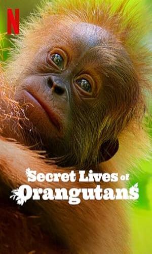  Secret Lives of Orangutans (2024) Hindi Dual Audio Web-DL 720p - 480p - 1080p movie poster
