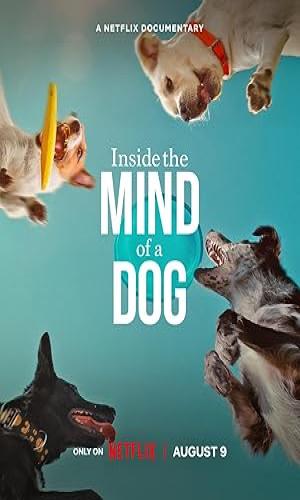  Inside the Mind of a Dog (2024) Hindi Dual Audio Web-DL 720p - 480p - 1080p movie poster